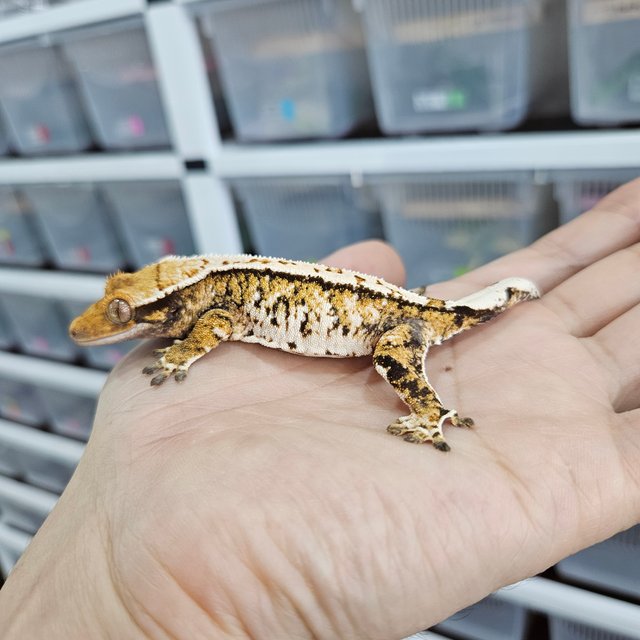 White Pin Extreme Harlequin Tri