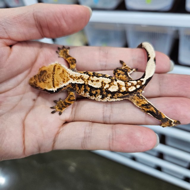 White Pin Tangerine Tri Extreme Harlequin