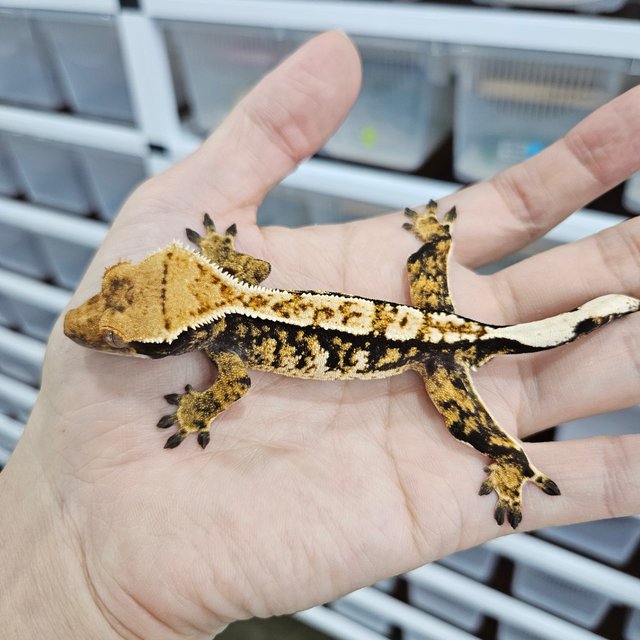 White Crown Tri Extreme Harlequin