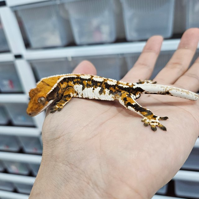 Tangerine Tri Extreme Harlequin