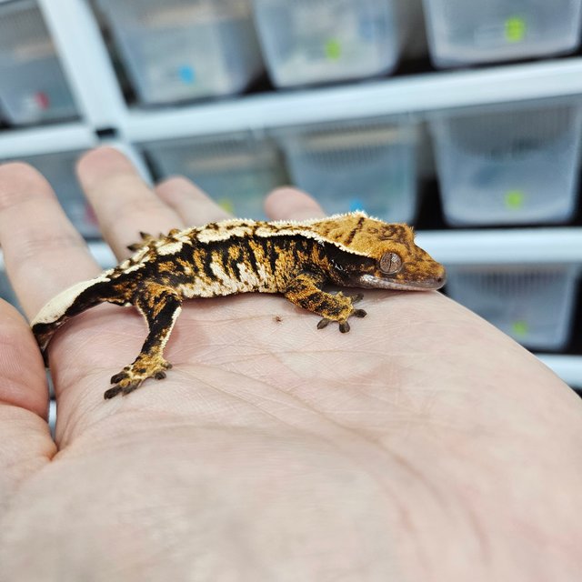White Pin Tangerine Tri Extreme Harlequin