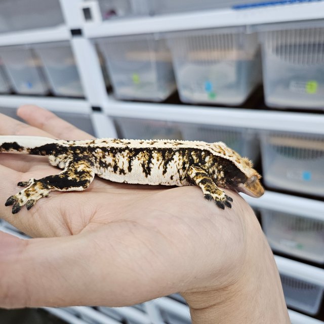 Tri Extreme Harlequin White Crown