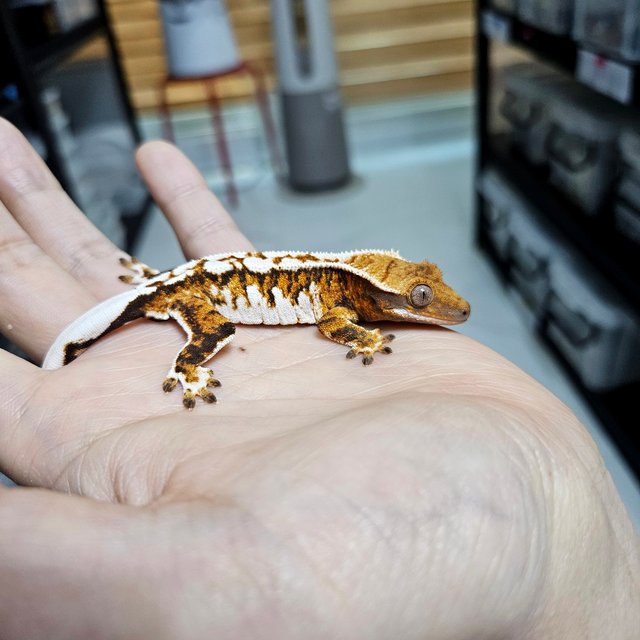 Tri Extreme Harlequin