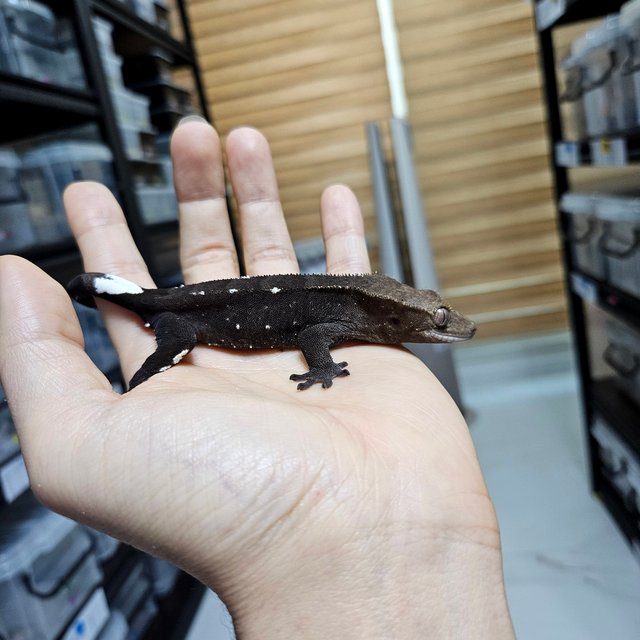 Axanthic