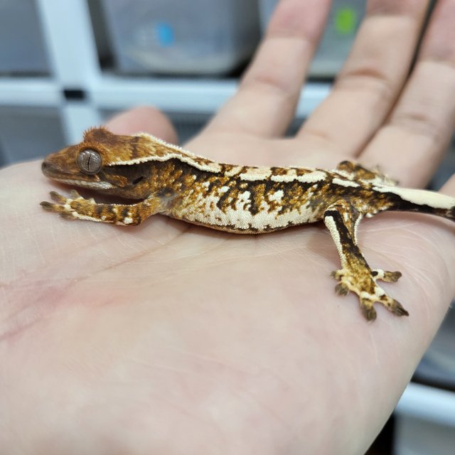 Extreme Harlequin White Crown Tangerine White Spot Tri