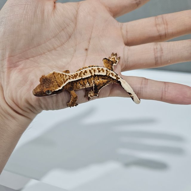 바브 화이트핀 트라이 익스트림할리퀸