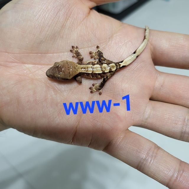 트라이 익스트림할리퀸
