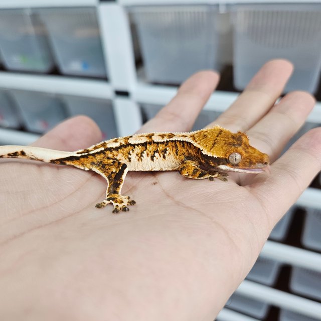 바브 화이트핀 트라이 익스트림할리퀸