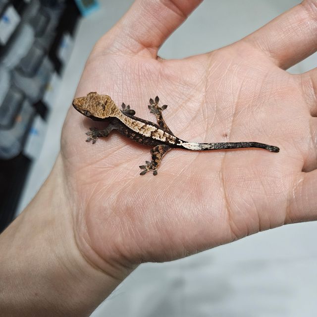 세이블