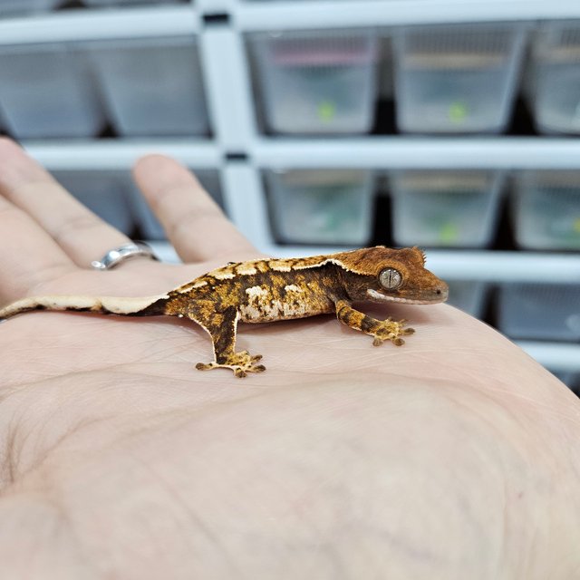 White Crown Extreme Harlequin Tri Tangerine