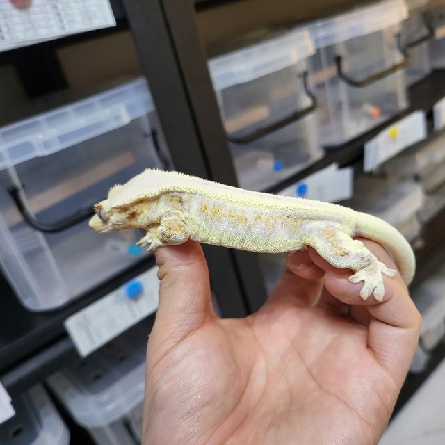 판다 릴리화이트
