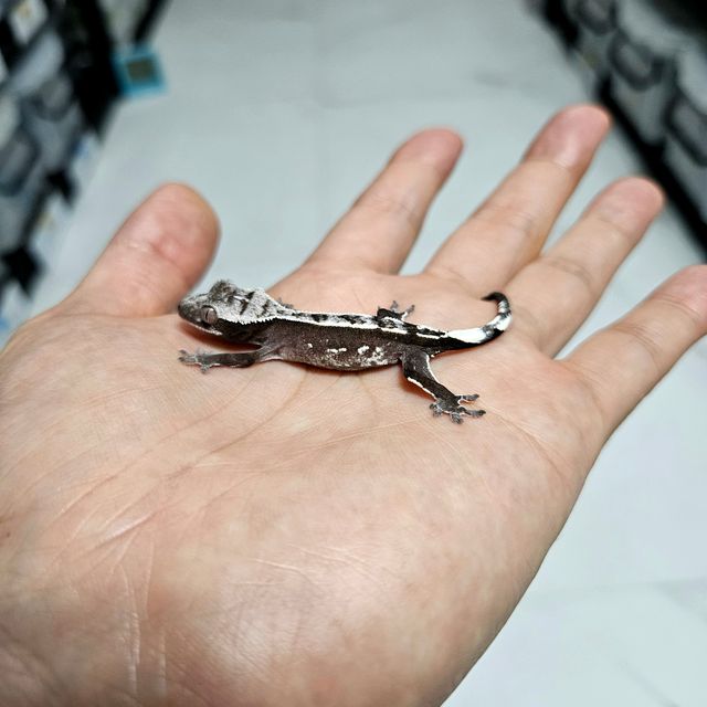 트라이 핀스트라이프 아잔틱