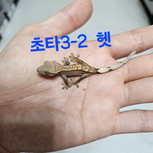 프라푸치노 100%헷아잔틱