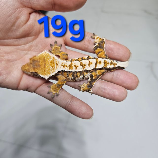 바브 텐저린 트라이 익스트림할리퀸 화이트핀