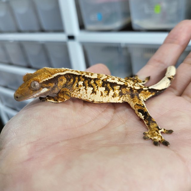 White Crown Tangerine Tri Extreme Harlequin White Spot