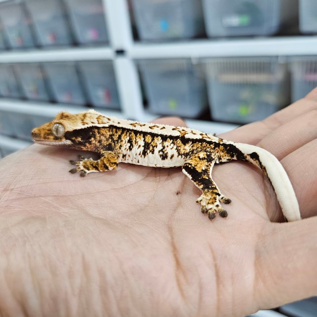 화이트크라운 트라이 익스트림할리퀸