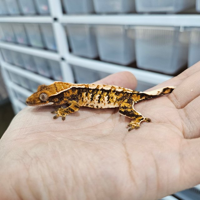 화이트핀 텐저린 트라이 익스트림할리퀸