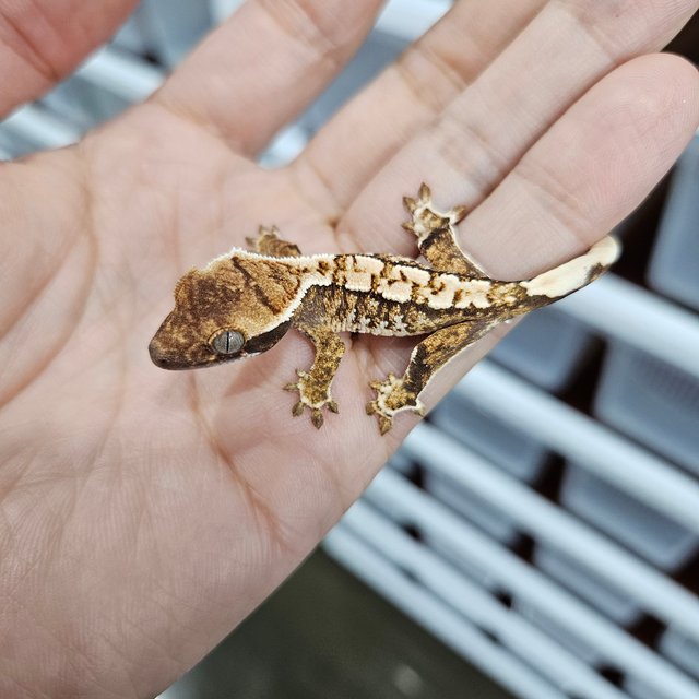 화이트핀 트라이 익스트림할리퀸