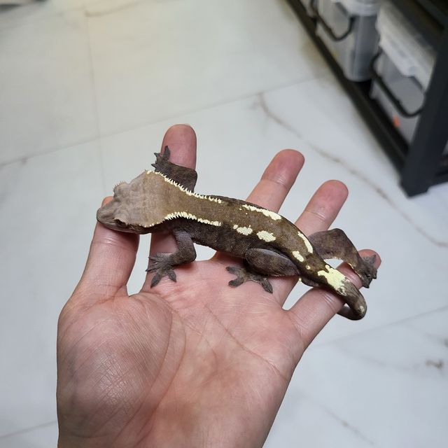 세이블