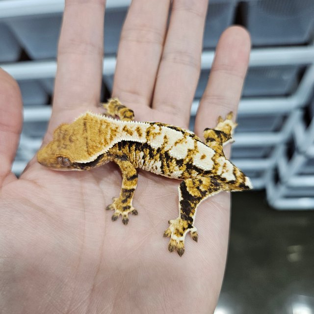 바브 화이트핀 트라이 익스트림할리퀸