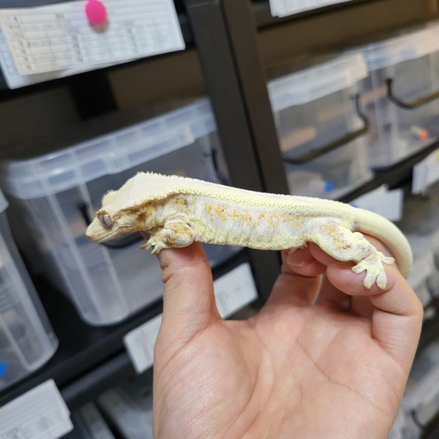 판다 릴리화이트