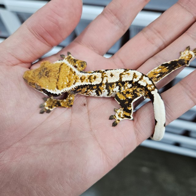 White Crown Tri Extreme Harlequin