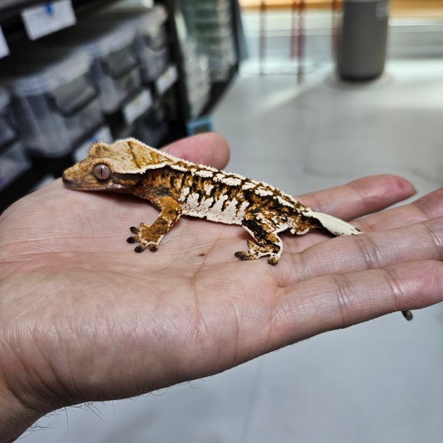 Barb Tri Extreme Harlequin