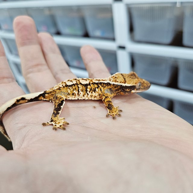 화이트핀 트라이 익스트림할리퀸