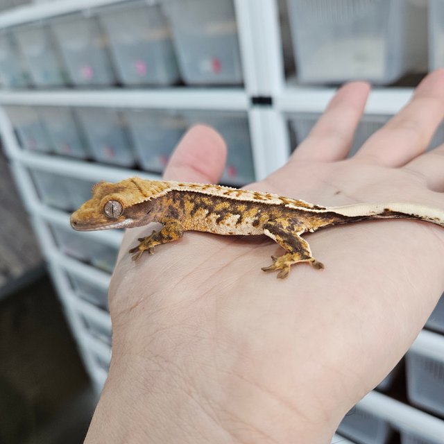 핀스트라이프 트라이 익스트림할리퀸 100%헷아잔틱