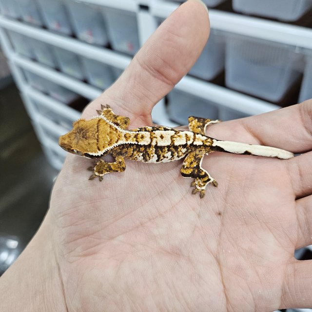 바브 화이트핀 트라이 익스트림할리퀸