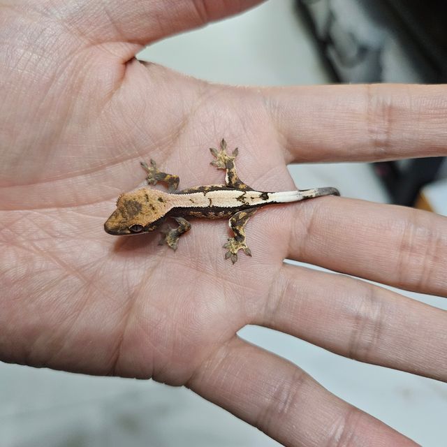 트라이 세이블