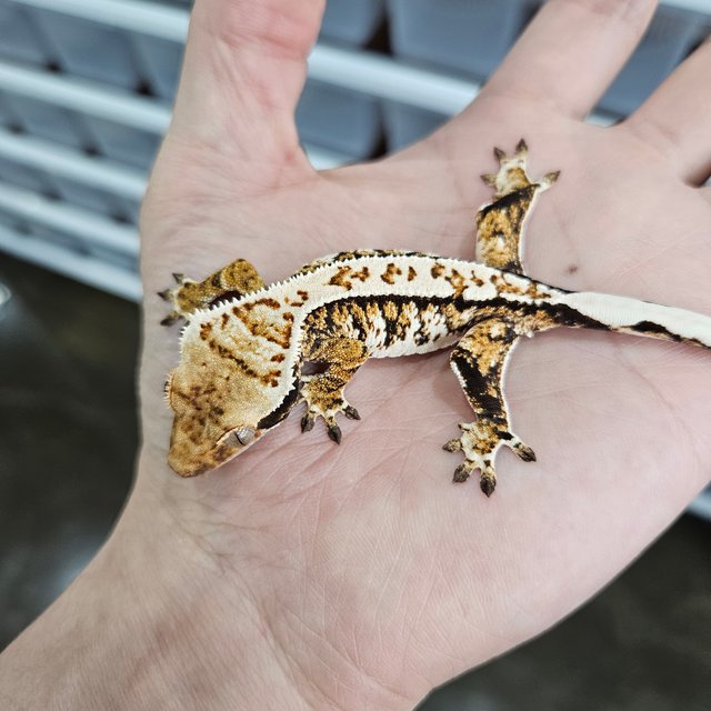 화이트크라운 트라이 익스트림할리퀸