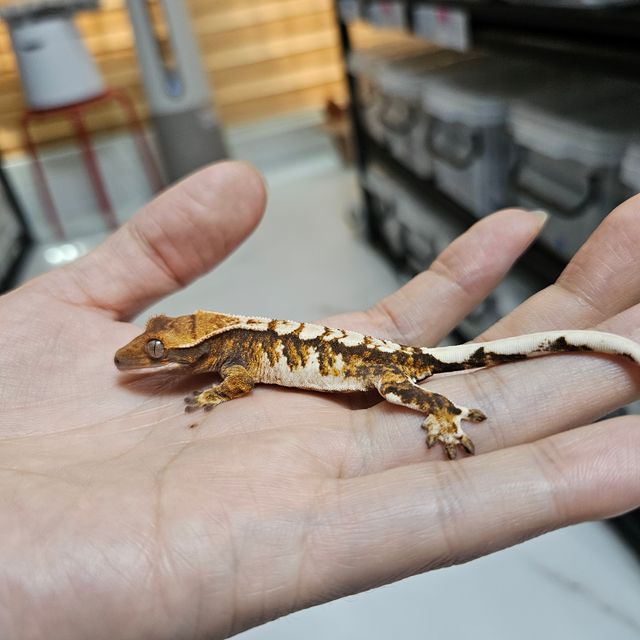 바브 트라이 익스트림할리퀸