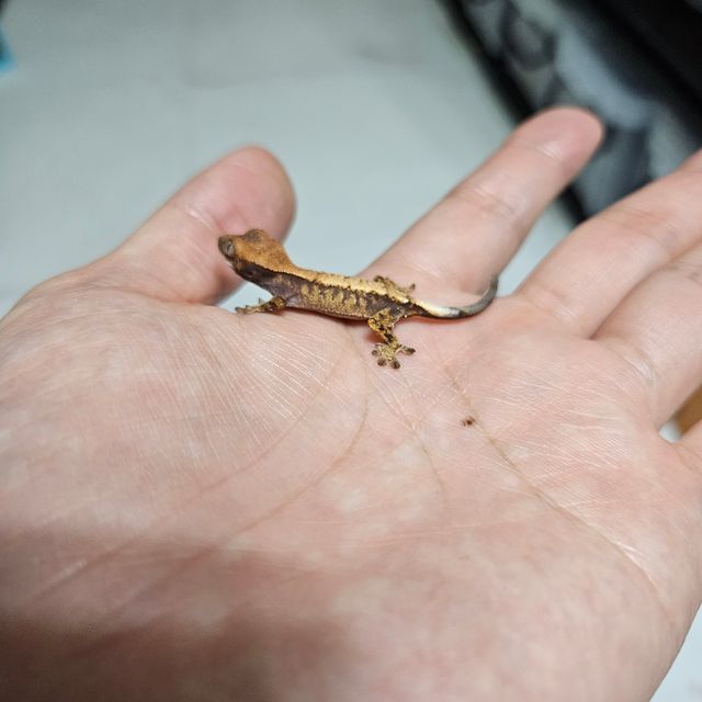 세이블