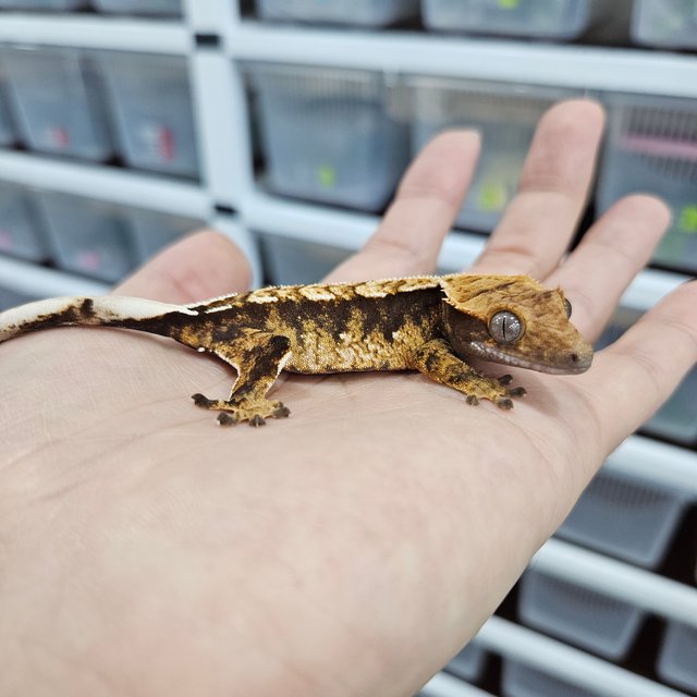 100% Het Axanthic