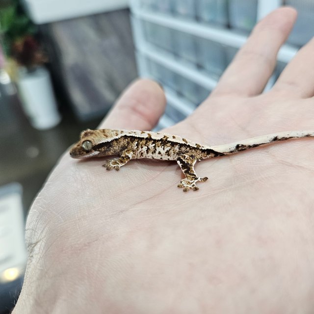 화이트핀 트라이 익스트림할리퀸