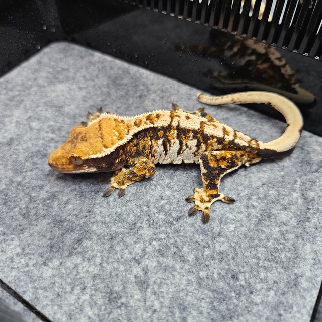 White Crown Tri Extreme Harlequin