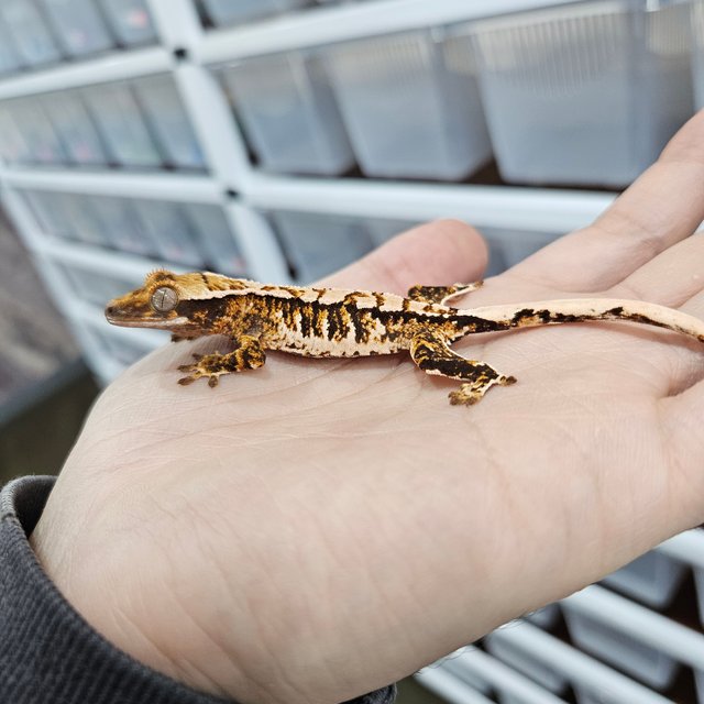 White Pin Tangerine Tri Extreme Harlequin