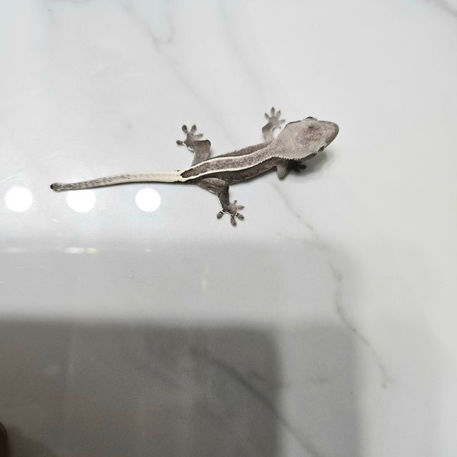 풀핀 아잔틱