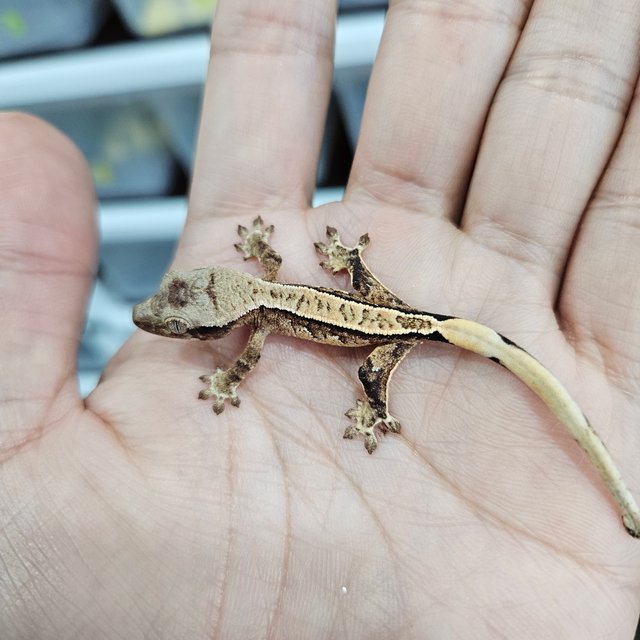 Full Pinstripe Tri Extreme Harlequin