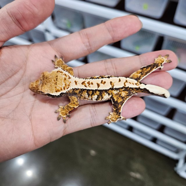 White Pin Tri Extreme Harlequin