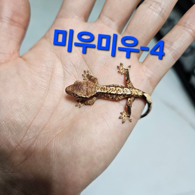 트라이 익스트림할리퀸