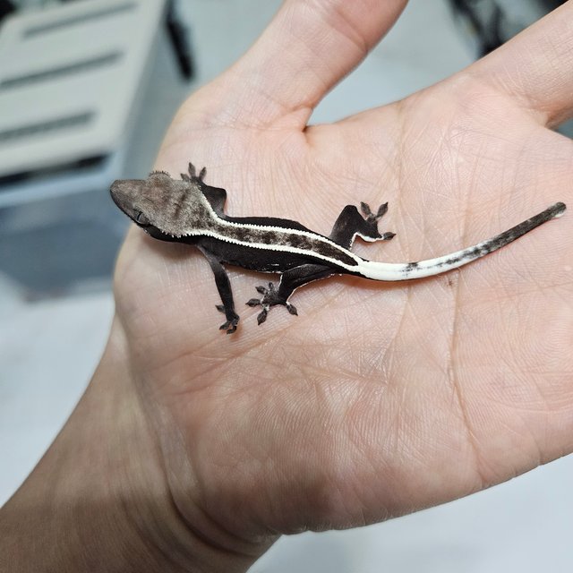 풀핀 트라이 아잔틱