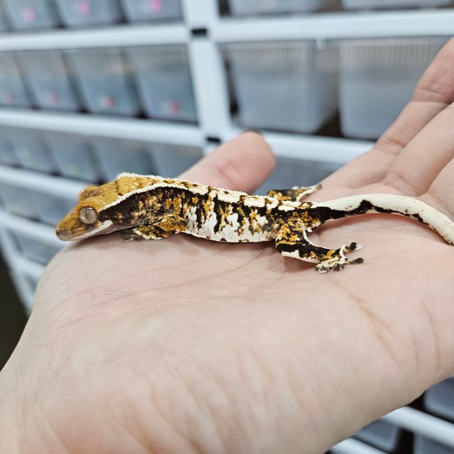 White Crown Tri Extreme Harlequin