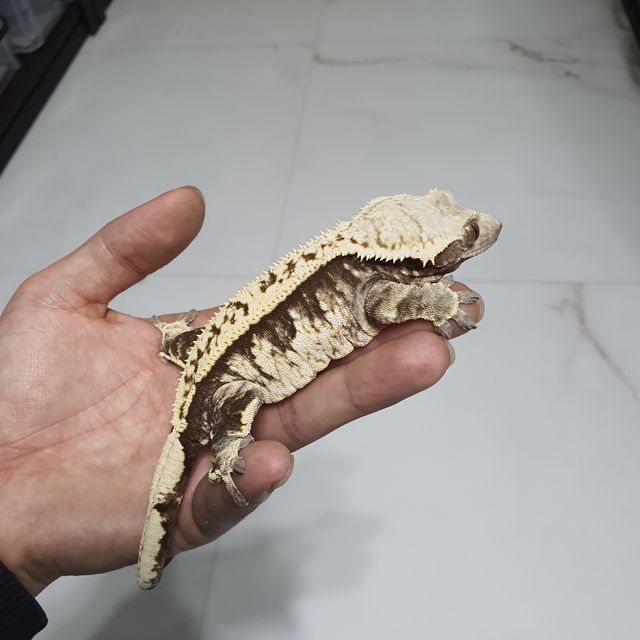 트라이 익스트림할리퀸