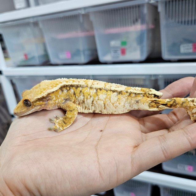 Tri Extreme Harlequin White Spot