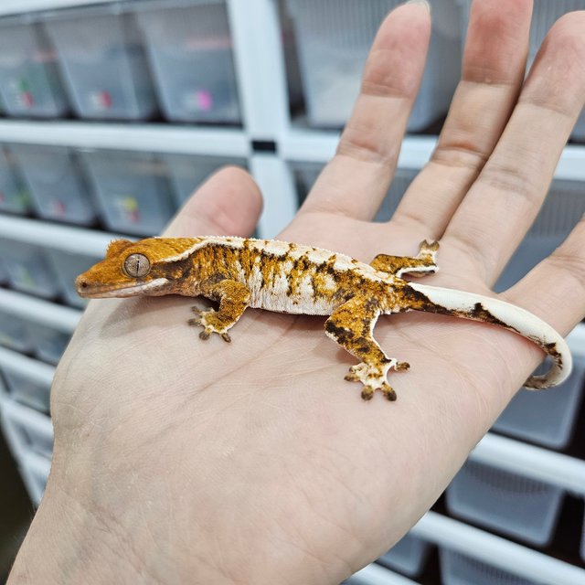 White Pin Tri Extreme Harlequin