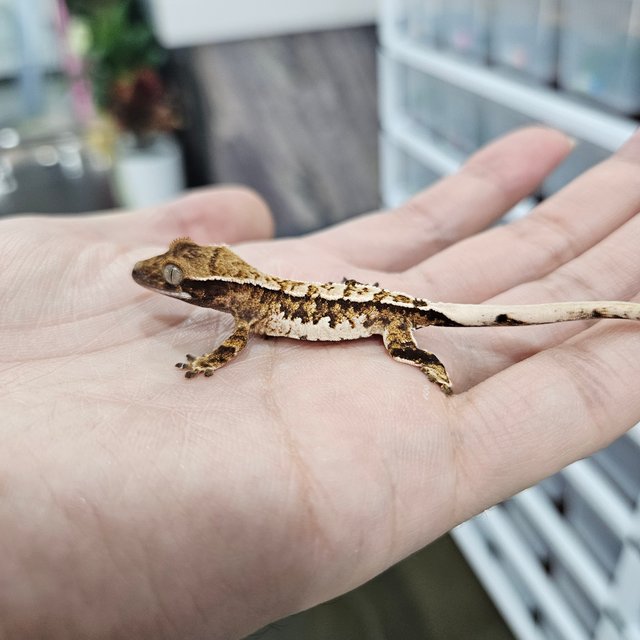 화이트핀 트라이 익스트림할리퀸