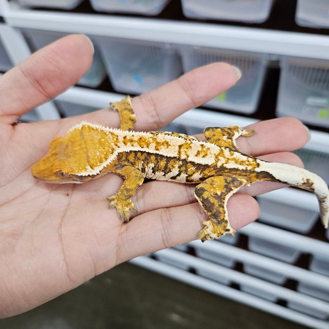 White Crown Tri Extreme Harlequin