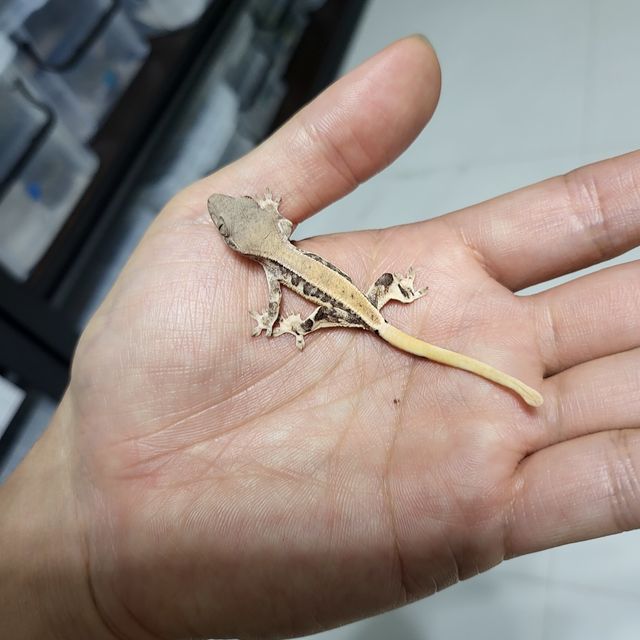 릴리화이트